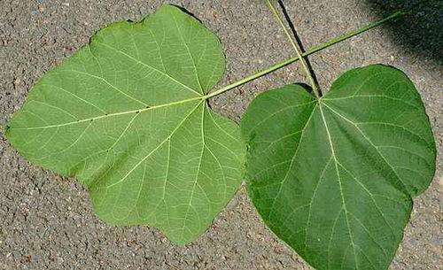 吃瓜戴护甲,揭秘网红新潮流