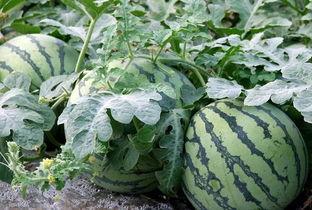 鉴定近期网络吃瓜视频,揭秘近期热门视频背后的故事