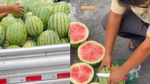 瓜不熟都可以吃,探索未成熟瓜果的独特风味