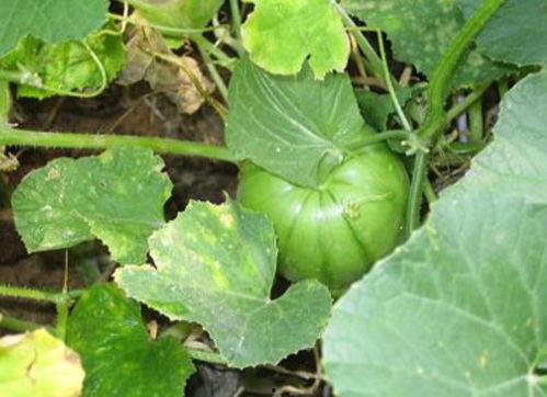 瓜不熟都可以吃,探索未成熟瓜果的独特风味