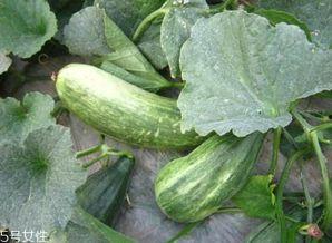 酥瓜的瓜囊可以吃吗,美味可口的天然食材探索