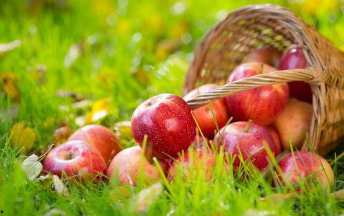 吃瓜视频苹果,苹果品牌背后的故事与影响力