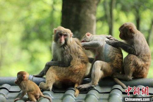 小猕猴吃瓜,小猕猴的夏日瓜果盛宴