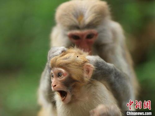 小猕猴吃瓜,小猕猴的夏日瓜果盛宴