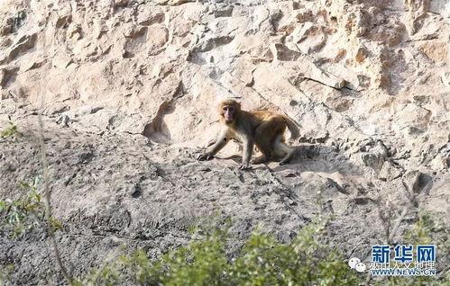 小猕猴吃瓜,小猕猴的夏日瓜果盛宴