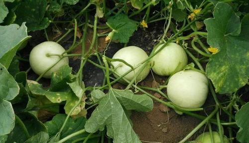 甜绵瓜怎么吃,解锁美味新体验