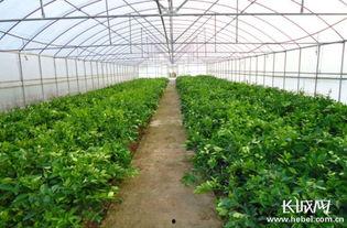 大棚吃瓜视频素材下载,瓜果飘香，科技助力农业新篇章