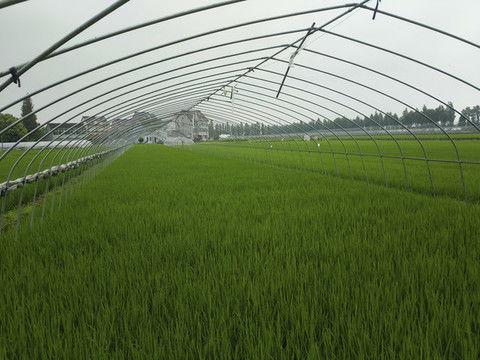 大棚吃瓜视频素材下载,瓜果飘香，科技助力农业新篇章