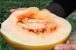 沙漠大院吃蜜瓜视频,揭秘沙漠大院蜜瓜传奇