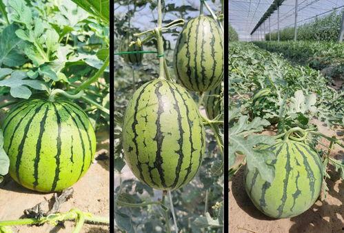 北美吃瓜在哪里,揭秘热门话题聚集地