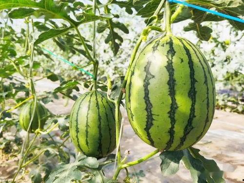 北美吃瓜在哪里,揭秘热门话题聚集地