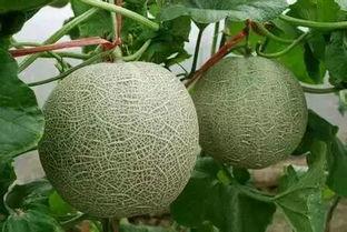 吃网纹瓜功效与效果