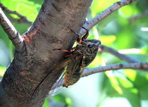 知了喜欢吃马拉瓜,探寻马拉瓜的独特魅力