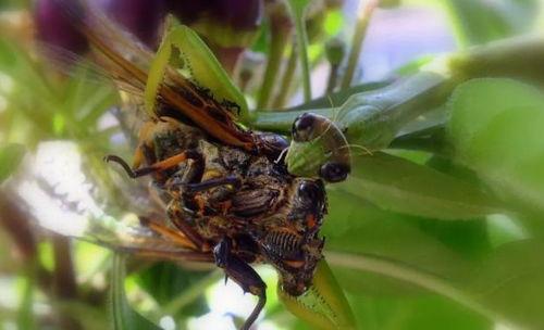 知了喜欢吃马拉瓜,探寻马拉瓜的独特魅力