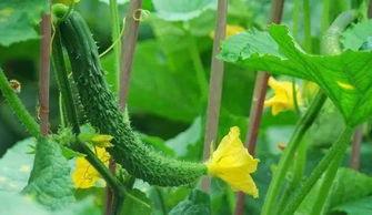 育新花园吃瓜,一场吃瓜盛宴背后的社区故事