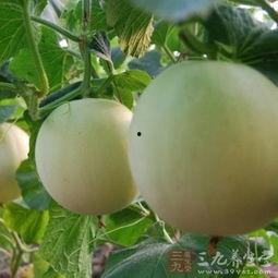 吃瓜喉咙痒6,揭秘背后真相