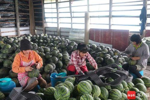 深圳吃瓜群众,揭秘城市生活百态