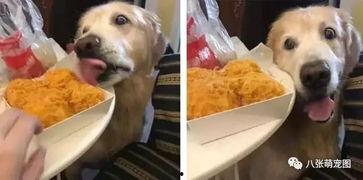 白狗吃瓜被抓,一场意外的宠物风波