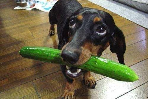 白狗吃瓜被抓,一场意外的宠物风波