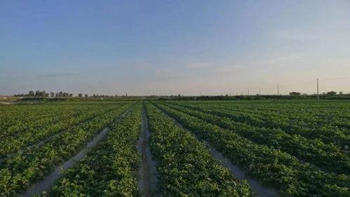 蜜瓜的嫩瓜怎么吃最好吃,解锁最佳食用秘诀