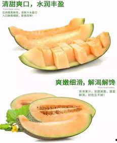 蜜瓜的嫩瓜怎么吃最好吃,解锁最佳食用秘诀