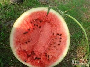 云南吃瓜视频在哪看,一网打尽热门平台