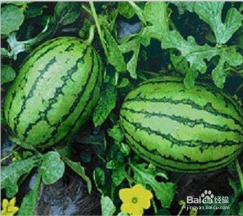 吃瓜鲜生加盟,开启绿色健康美食新潮流