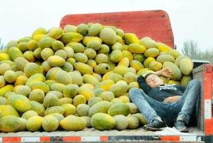 新疆吃白瓜,白瓜的独特风味之旅