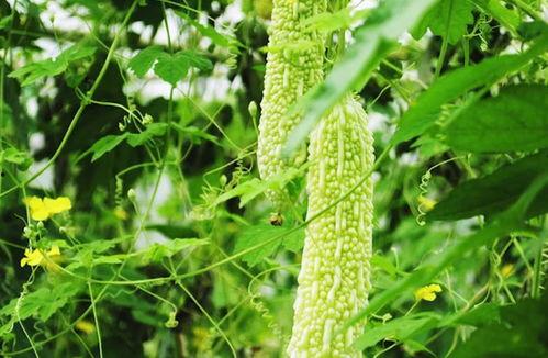 吃许多瓜身体消瘦,揭秘多吃瓜果的神奇瘦身效果