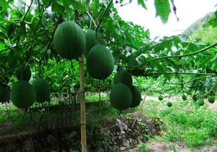 可以吃吊瓜吗,了解吊瓜的营养与食用方法