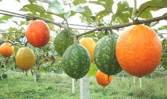可以吃吊瓜吗,了解吊瓜的营养与食用方法