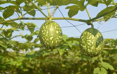 可以吃吊瓜吗,了解吊瓜的营养与食用方法