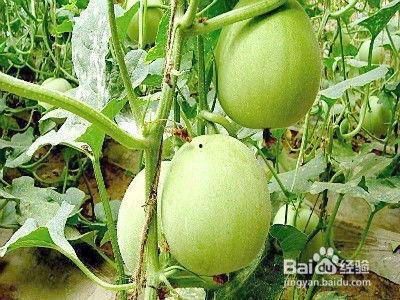 蜜秋瓜怎么吃,解锁美味新体验