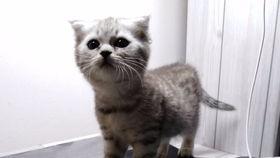 呆喵吃瓜,揭秘娱乐圈那些不为人知的幕后故事