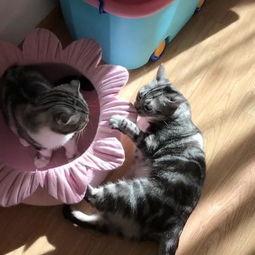 呆喵吃瓜,揭秘娱乐圈那些不为人知的幕后故事