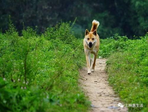 吃瓜群众广西土狗,吃瓜群众的美食传奇