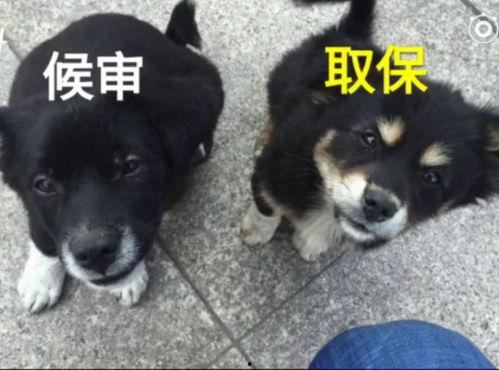 吃瓜群众广西土狗,吃瓜群众的美食传奇