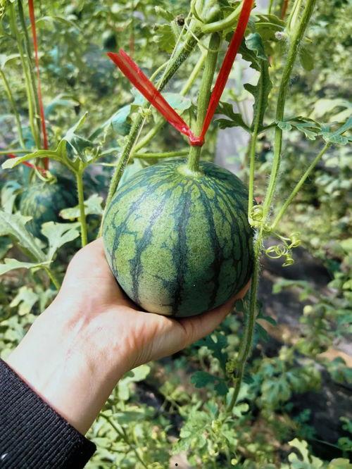 老王戈壁吃瓜,一场吃瓜引发的探险之旅