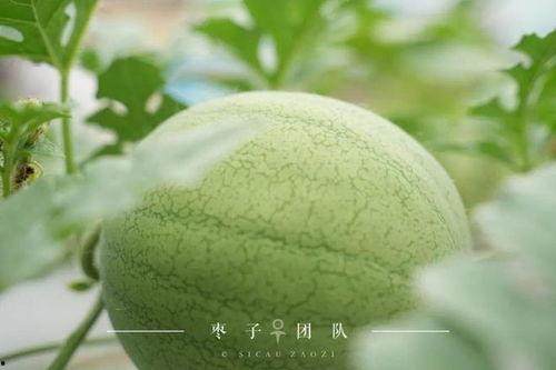 吃瓜到自己学校,我的校园生活点滴