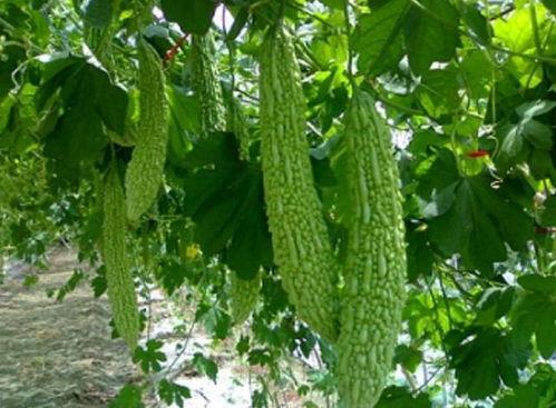 二甲双瓜为啥晚上吃,晚间食用背后的科学原理