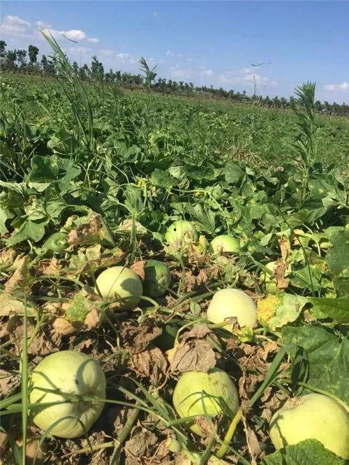 乐吃娱瓜,揭秘娱乐圈幕后故事与美食诱惑