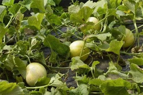 乐吃娱瓜,揭秘娱乐圈幕后故事与美食诱惑