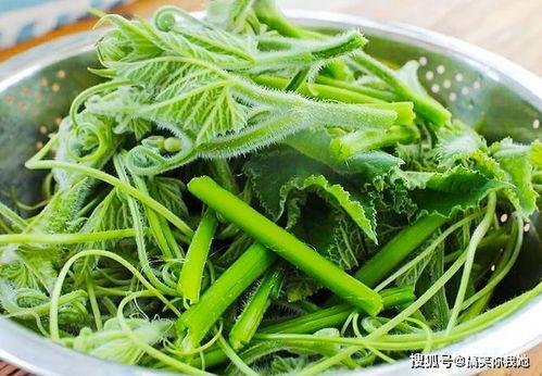 瓜花和瓜尖如何吃最好,解锁最佳食用之道