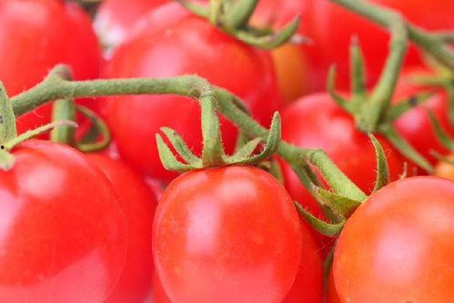 番茄小说上朝吃瓜,朝堂之上，瓜田李下，谁主沉浮？