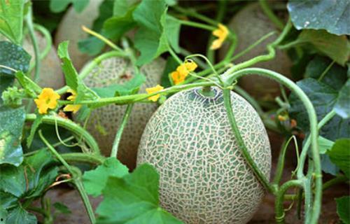 林青青吃瓜系统,揭秘娱乐圈幕后真相