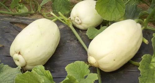 小异ono吃瓜,揭秘娱乐圈那些不为人知的幕后故事