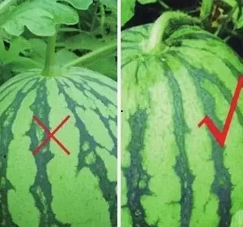 花瓣吃瓜,探寻自然与味蕾的和谐交响