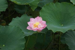 花瓣吃瓜,探寻自然与味蕾的和谐交响