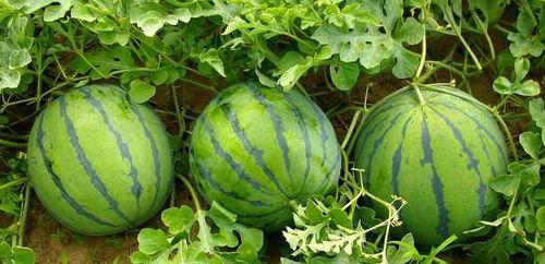 坐在西瓜里吃瓜,体验坐在瓜中畅享清凉的奇妙之旅