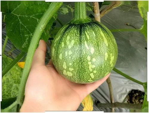 江苏航院吃瓜,揭秘校园风云录